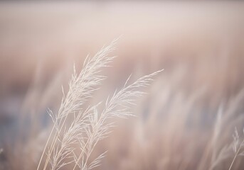 Soft focus close up of tall grass in gentle sunlight