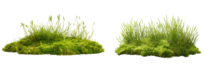 Green Moss and Grass: Capturing the vibrant greenery of moss and grass, the image showcases the textures and forms of natural elements, evoking a sense of calm and the simple beauty of the earth.
