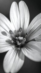 Close-up of a small, delicate flower, captured in black and white. The petals are open and the stamens are visible. Soft shadows add depth