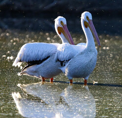American White Pelicans