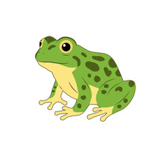 Vector illustration of an adult frog with green skin and yellow belly, representing the final stage of a frog’s life cycle. Perfect for biology education, posters, and animal studies