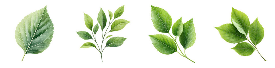 Green Leaves Collection on White Background