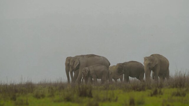 Herd of wild elephants with young babies grazing in grassland of Jim corbett tiger reserve , Uttarakhand, India 