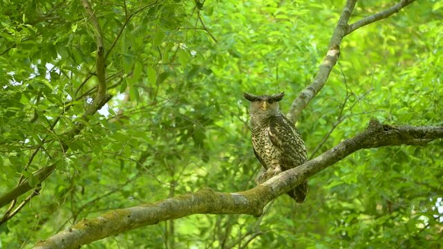 Spot Bellied Eagle-owl seen at Jim Corbett Tiger Reserve , Uttarakhand, India 