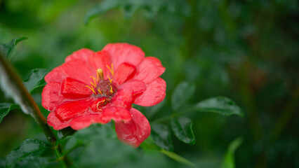 Fototapeta premium 雨に濡れた鮮やかな赤い花