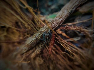 close up of a small spider on a tree