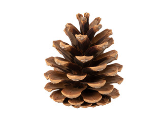 Single brown pine cone stands upright showing dark layered scales isolated for a winter or autumn decoration.