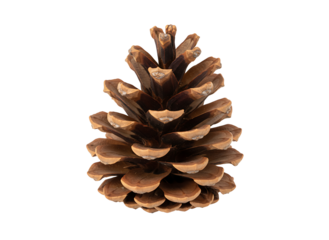 Single brown pine cone stands upright showing dark layered scales isolated for a winter or autumn decoration.