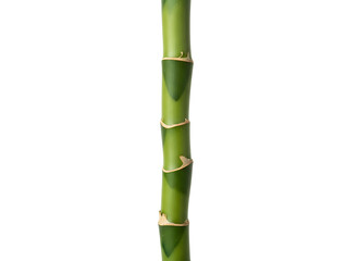 Obraz premium Vertical green bamboo stalk displays horizontal segments and vibrant color isolated for eco background or design element.