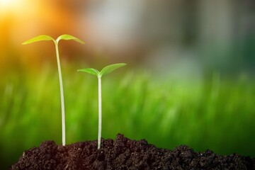 small green plant in the dirt soil