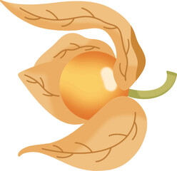 Yellow physalis fruit with brown leaves