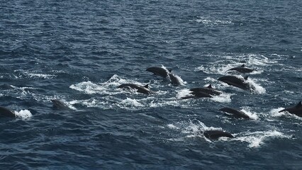 Fototapeta premium Dolphins Swimming Together