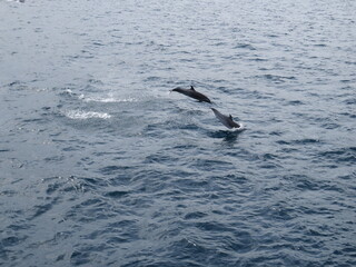 Fototapeta premium dolphin jumping in the water