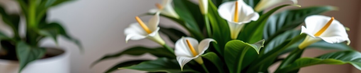 Obraz premium Lush tropical peace lily with delicate white blooms in a stylish ceramic pot, a symbol of serenity and elegance, contemporary, flowering plant, home decor