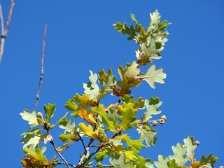 Partially Colored Autumn Leaves and Small Acorns of English Oak (Quercus robur) in Colorado