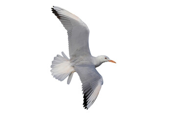 Slender-billed Gull flying isolated on transparent background png file