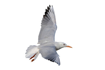 Slender-billed Gull flying isolated on transparent background png file
