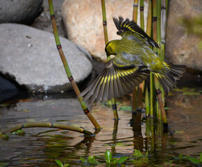 Aves disfrutando del agua de un charco