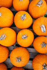 Vertical overhead shot of vibrant orange pumpkins arranged neatly on rustic wooden pallets. A bold autumn harvest pattern perfect for seasonal, thanksgiving, and farm-themed visuals.
