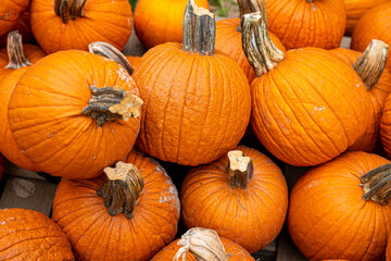A close-up image of bright orange pumpkins arranged together at a fall market. Vibrant color and natural texture make this a perfect autumn or Thanksgiving background.