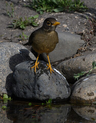 Aves disfrutando del agua de un charco