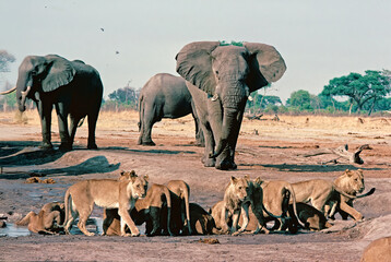 elephants and lions © Raphael