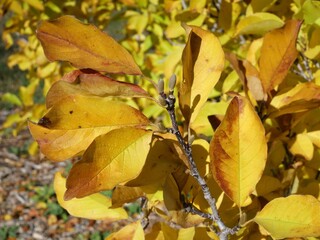 Yellow and Orange Autumn Leaves of Sweet Bay Magnolia (Magnolia virginiana 'Sweet Bay') in Colorado