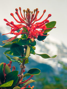 Close-up of the red flower El Notro (Embothrium coccineum), a striking representative of the flora of South America. The flower symbolizes the beauty and diversity of Patagonia's nature.
