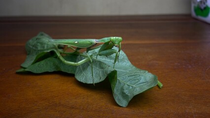 PRaying mantis pose with vegetable