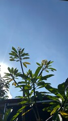 frangipani tree, an ornamental plant for a shadier home