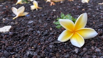 plumeria flowers falling on the ground