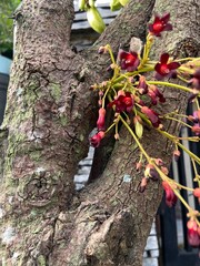 Averrhoa bilimbi, star fruit with sour taste