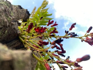 Averrhoa bilimbi, star fruit with sour taste