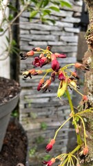 Averrhoa bilimbi, star fruit with sour taste
