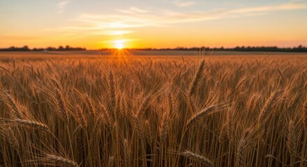 Golden wheat field at sunset warm light over the crops agriculture and harvest concept
