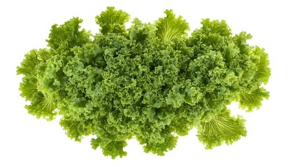 Obraz premium Fresh Green Lettuce Top View