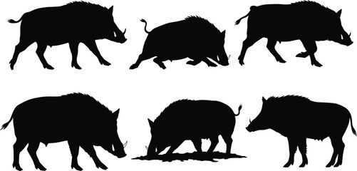 Silhouette wild boars in various poses, walking, sniffing, standing—black and white vector illustration for wildlife, nature, animal concept