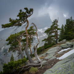 Twisted ancient pine trees cling to a rocky, snow dusted mountainside under a dramatic, cloudy sky, showcasing resilience and rugged beauty krummholz zone 