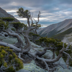 Twisted, ancient trees cling to a rocky mountainside, their gnarled branches reaching out against a backdrop of dramatic clouds and distant peaks krummholz zone