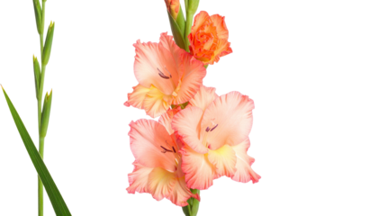 Delicate, gradient peach gladiolus flowers against black background