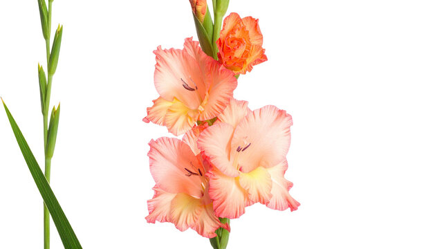 Delicate, gradient peach gladiolus flowers against black background - Powered by Adobe