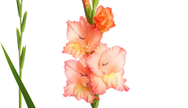 Delicate, gradient peach gladiolus flowers against black background