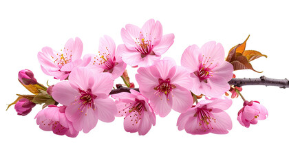 Blossoming pink flowers on a branch against a black background