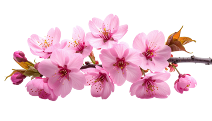 Blossoming pink flowers on a branch against a black background
