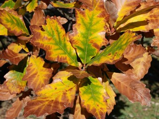 Golden Autumn Leaves of Swamp White Oak (Quercus bicolor) in Colorado