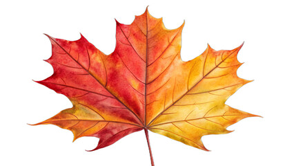 Fototapeta premium Vibrant autumn maple leaf detailed isolated on a deep black studio background isolated on transparent background