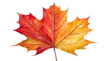 Vibrant autumn maple leaf detailed isolated on a deep black studio background isolated on transparent background
