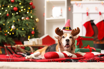 Cute beagle dog in headbands with gift boxes and candy cane toy lying near Christmas tree at home