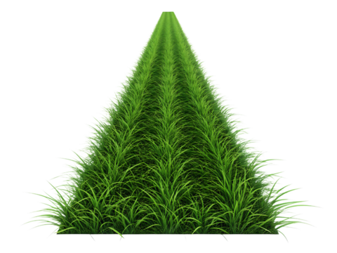 Lush green grass path isolated 3d rendering tree shape against black background isolated on transparent background