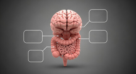 Gut-brain axis concept. 3D illustration of human brain and intestines connected, symbolizing second brain and link between digestive system and mental health.